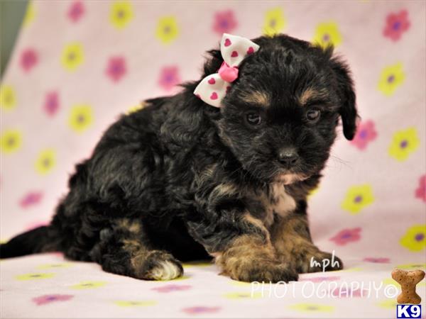 breeders Picture 1